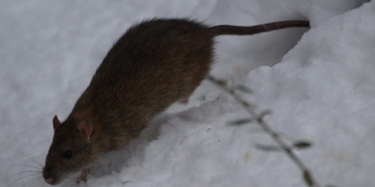 Warszawa zmaga się z plagą… szczurów. Mieszkańcy przerażeni, gryzonie wchodzą do mieszkań!