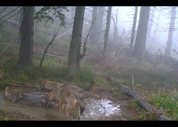 Niezwykłe nagranie uchwycone na fotopułapce. Tak wilki zażywają kąpieli w kałuży [WIDEO]