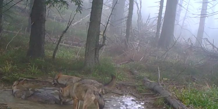 Niezwykłe nagranie uchwycone na fotopułapce. Tak wilki zażywają kąpieli w kałuży [WIDEO]