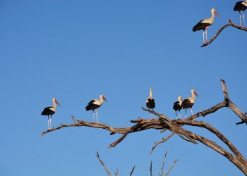 Bociany sejmikują przed odlotem do Afryki