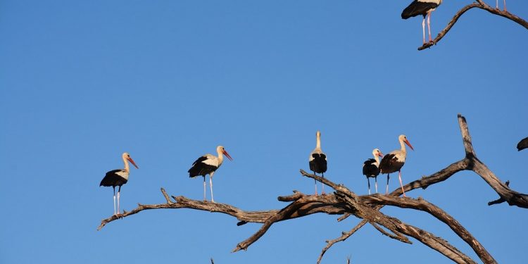 Bociany sejmikują przed odlotem do Afryki