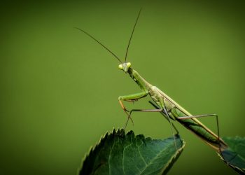 Coraz więcej modliszek w Polsce. Internauci pokazują zdjęcia