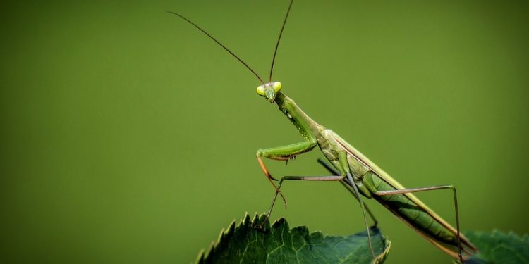 Coraz więcej modliszek w Polsce. Internauci pokazują zdjęcia