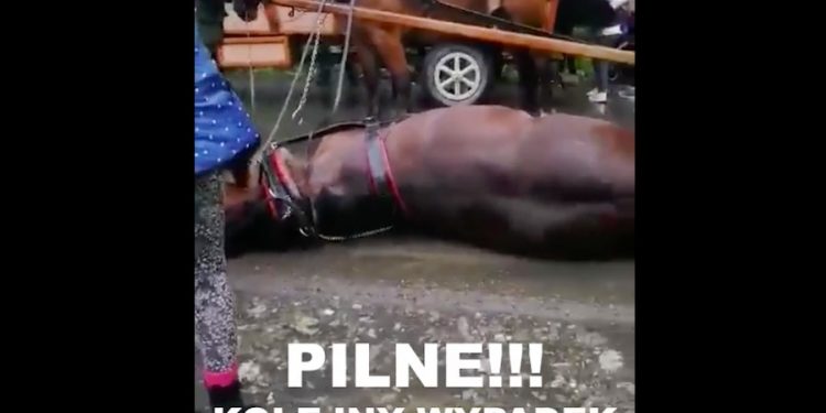 Burza w Tatrach. Na trasie do Morskiego Oka przewrócił się koń. „Jego język był siny a oczy wywrócone”