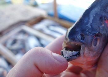 Piranie w stawie na Opolszczyźnie! Kąpią się tam dzieci