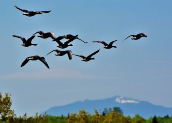 Przyrodnicy apelują o wstrzymanie polowań na ptaki
