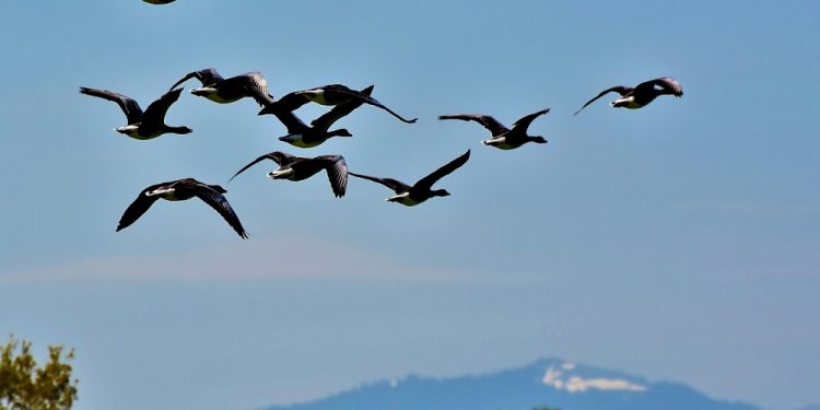 Przyrodnicy apelują o wstrzymanie polowań na ptaki