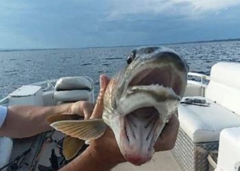 Kobieta wyłowiła rybę z… podwójnym pyskiem. Zdjęcie obiegło sieć [FOTO]