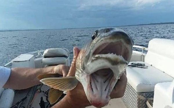 Kobieta wyłowiła rybę z… podwójnym pyskiem. Zdjęcie obiegło sieć [FOTO]