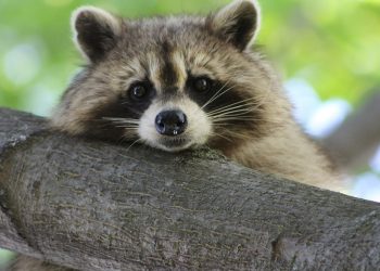 Szop pracz zaobserwowany w Roztoczańskim Parku Narodowym