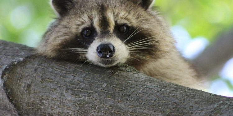 Szop pracz zaobserwowany w Roztoczańskim Parku Narodowym