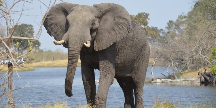 Poznań: Słoń Ninio z zoo idzie do dentysty