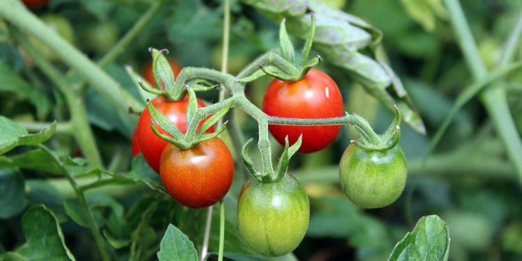 Tragedia przy zbiorze pomidorów. Nie żyje 17-latek