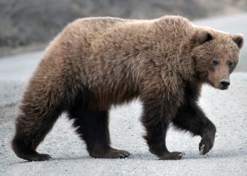 Niedźwiedź zaatakował dwoje Polaków. Mężczyzna nie żyje