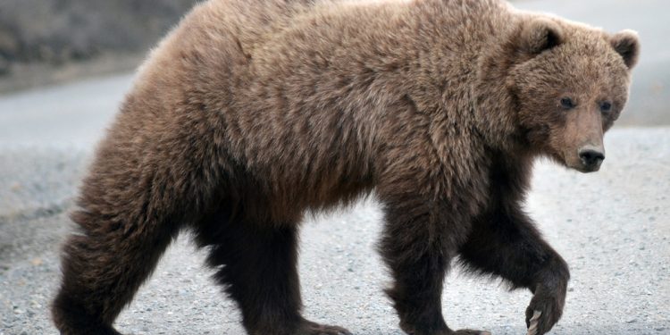 Niedźwiedź zaatakował dwoje Polaków. Mężczyzna nie żyje