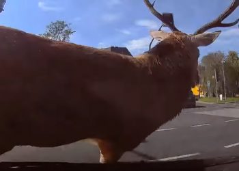 Jeleń wpadł pod naukę jazdy. Potem sparaliżował miasto