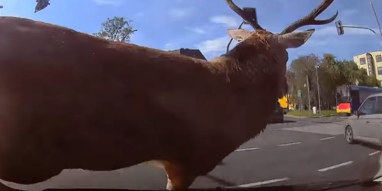 Jeleń wpadł pod naukę jazdy. Potem sparaliżował miasto