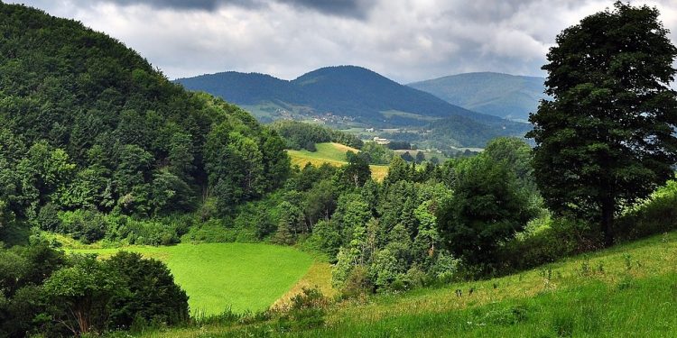 Naukowcy z PAN prognozują: za kilkadziesiąt lat z polskich lasów może zniknąć 75 proc. drzew