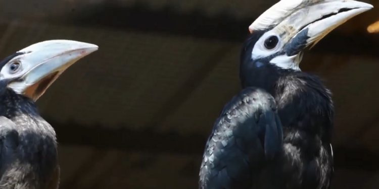 Wielki sukces wrocławskiego zoo. Polacy jako jedyni na świecie rozmnożyli dzioborożca palawańskiego