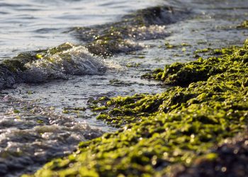 Opatrunek z glonów? Polscy naukowcy pracują nad przełomowym projektem