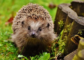 Zamość: Grupa nastolatków wydłubała oczy jeżowi. „Leżał, był skulony”
