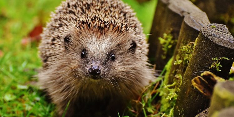 Zamość: Grupa nastolatków wydłubała oczy jeżowi. „Leżał, był skulony”