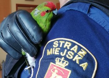 Papuga z nogą w gipsie wleciała do mieszkania w Warszawie