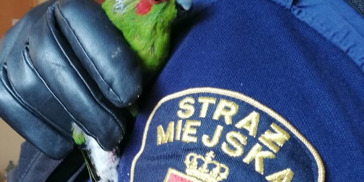 Papuga z nogą w gipsie wleciała do mieszkania w Warszawie