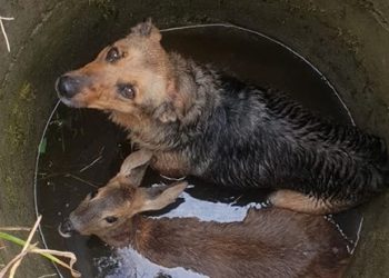 Niecodzienna interwencja strażaków. Do studni wpadły… pies i sarna