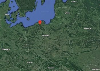 Wymarła w Polsce od 60 lat roślina – ponownie się pojawiła