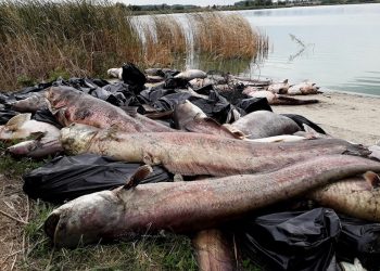 Stosy martwych ryb nad jeziorem. W wodzie prawdopodobnie zabrakło tlenu [FOTO]