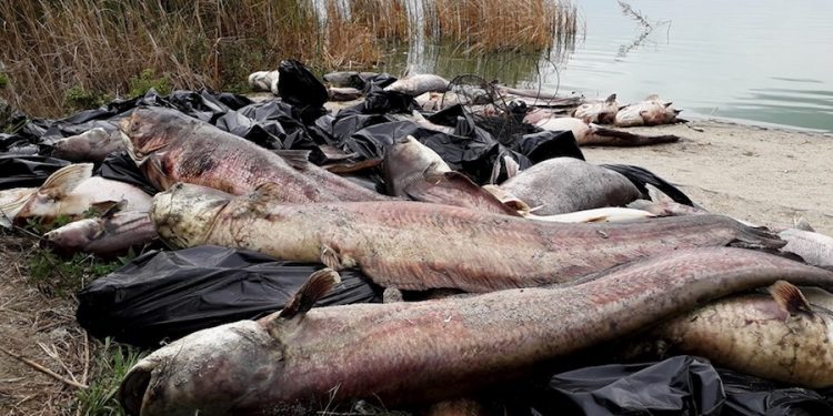 Stosy martwych ryb nad jeziorem. W wodzie prawdopodobnie zabrakło tlenu [FOTO]
