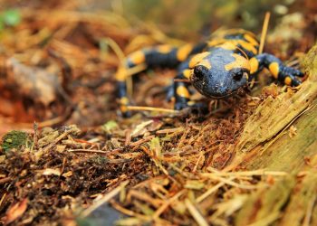 Trwają gody salamandry. Leśnik ostrzega: Nie dotykajmy tych płazów!
