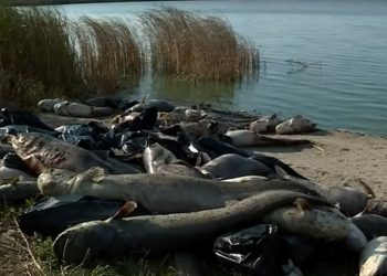 Legnica: Tysiące martwych ryb na brzegu jeziora! Wędkarze mówią o katastrofie