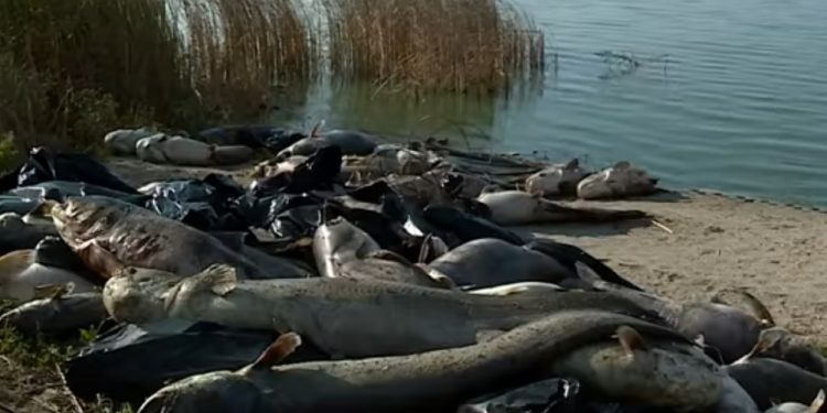 Legnica: Tysiące martwych ryb na brzegu jeziora! Wędkarze mówią o katastrofie