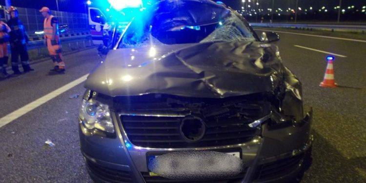 Jeleń wbiegł pod samochód. Zginął policjant