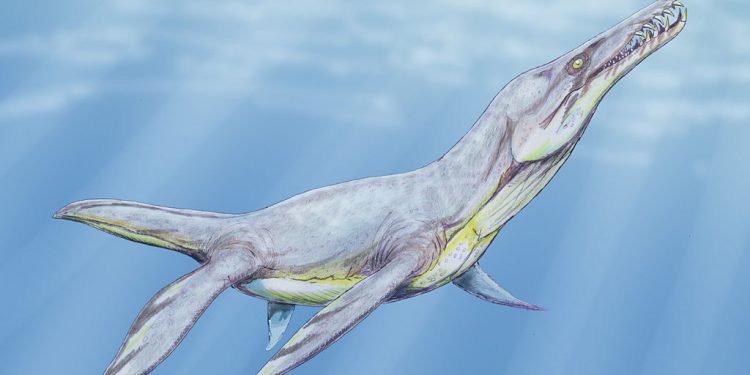 Mazowieckie: Odkryto fragmenty kości potężnych, morskich drapieżników sprzed 150 mln lat