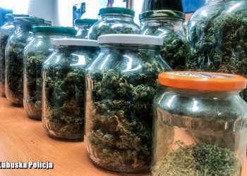 60-latek miał 13 słoików z marihuaną. Grozi mu długie więzienie