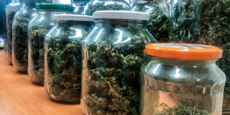 60-latek miał 13 słoików z marihuaną. Grozi mu długie więzienie