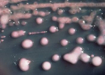 Śmiercionośna bakteria wykryta w szpitalu na Lubelszczyźnie. Nie ma na nią antybiotyku