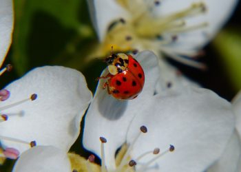 Prof. Czachorowski: Wysokie hotele dla owadów sposobem na biedronki azjatyckie
