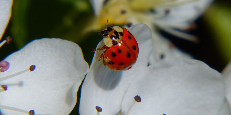 Prof. Czachorowski: Wysokie hotele dla owadów sposobem na biedronki azjatyckie