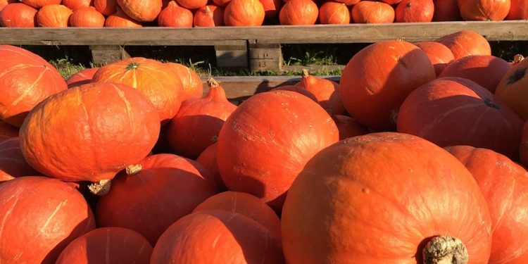 Groźny wypadek podczas prac rolniczych. Maszyna wciągnęła rękę kobiety