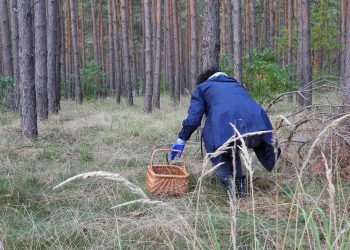 Warmińsko-mazurskie: Znaleziono zwłoki 81-letniego grzybiarza