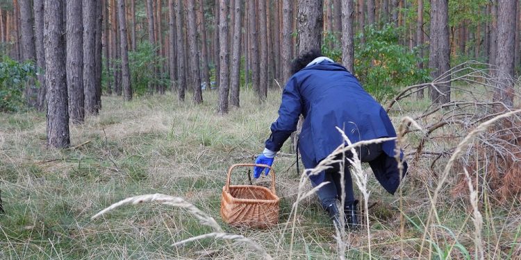 Warmińsko-mazurskie: Znaleziono zwłoki 81-letniego grzybiarza