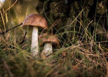 Ludzie wychodzą na grzyby i nie wracają. Policja ostrzega