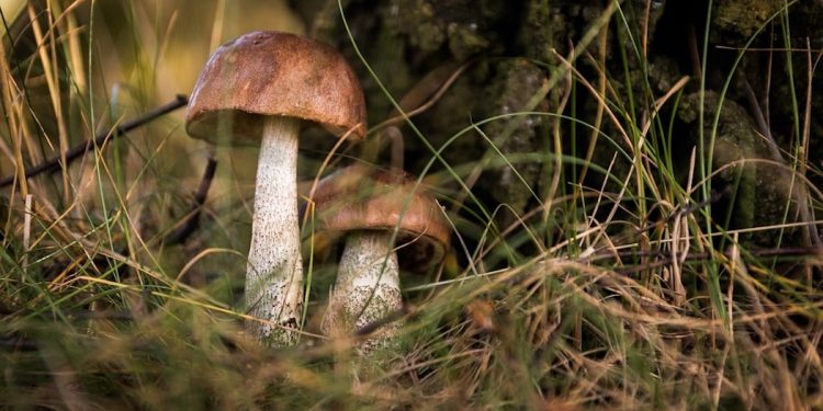 Ludzie wychodzą na grzyby i nie wracają. Policja ostrzega