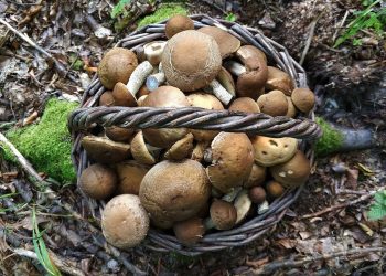 Tragiczny finał poszukiwań 72-latki. Wybrała się na grzyby, jej ciało znaleziono w lesie