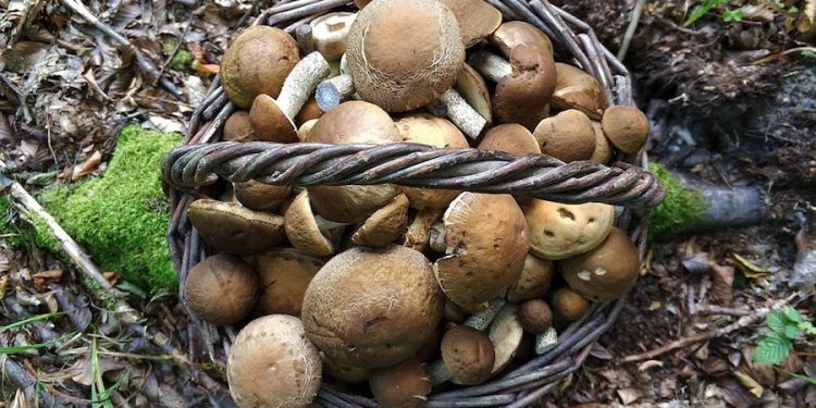 Tragiczny finał poszukiwań 72-latki. Wybrała się na grzyby, jej ciało znaleziono w lesie