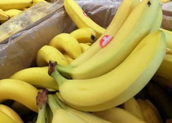 Banany podrożeją nawet o 50%. Plantatorzy ponoszą coraz większe koszty utrzymania produkcji